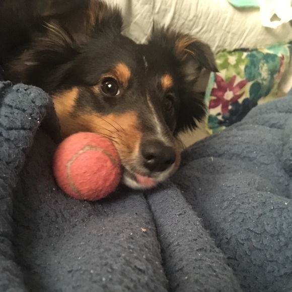 Meet your Posher, Bridget - Picture 1 of 1